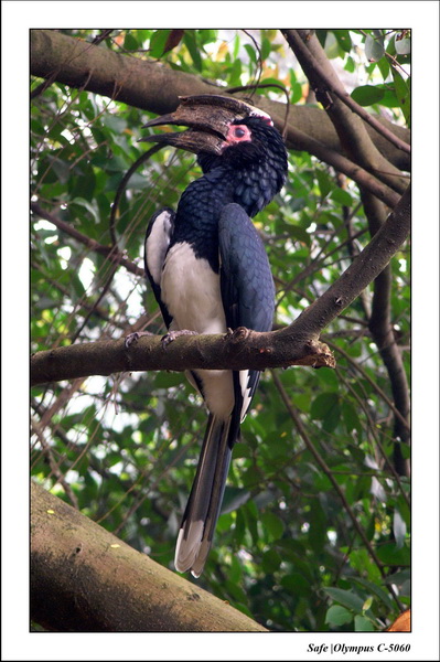 2005 - 08 - KUL - parc animalier  - 41.JPG